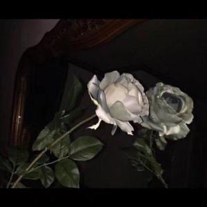 日韩毛片免费无码无毒
